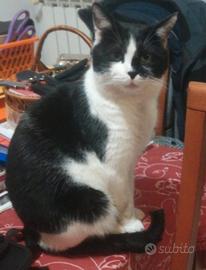 Micione Jo Coccoloso