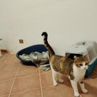 Priscilla gatta 10 mesi