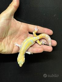 Geco Leopardino