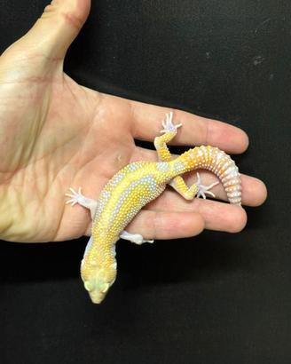 Geco Leopardino