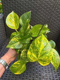 Pothos variegato 