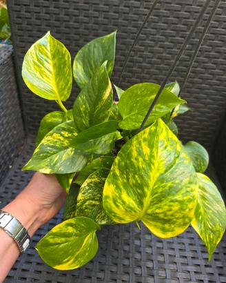 Pothos variegato 