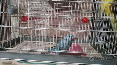 Parrocchetti dal collare