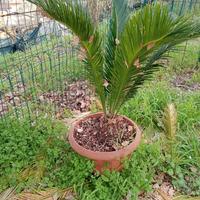 Cycas revoluta