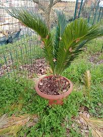 Cycas revoluta