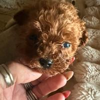 Barboncino red toy maschio