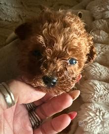 Barboncino red toy maschio