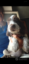 Spinone italiano 90 giorni con pedigree