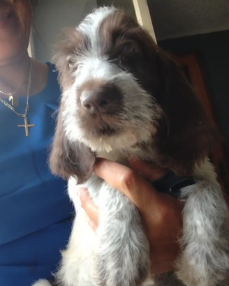 Spinone italiano 90 giorni con pedigree