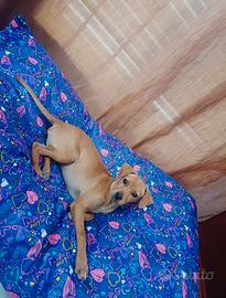Cani pincer tedesco