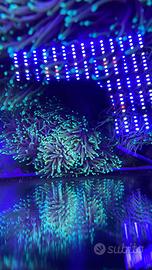 Acquario marino talee