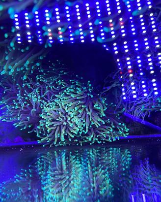 Acquario marino talee