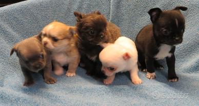 Chihuahua cuccioli