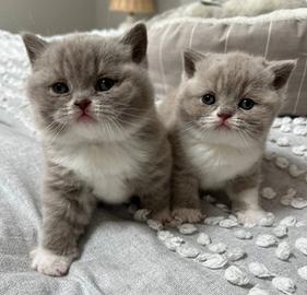 British Shorthair Bicolore