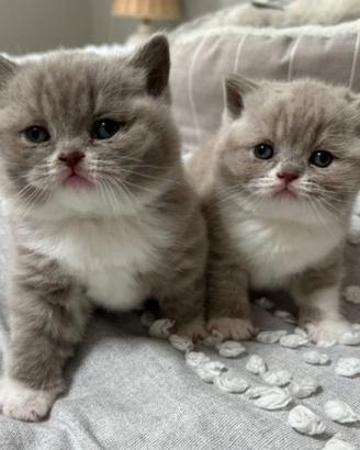 British Shorthair Bicolore