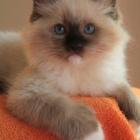 MAXWELL gattino razza RAGDOLL con pedigree