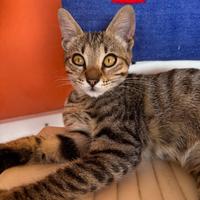 Gattini dolcissimi e socievoli