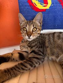 Gattini dolcissimi e socievoli