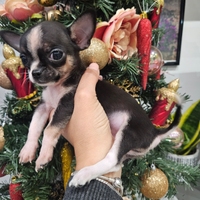 Cucciolo di chihuahua