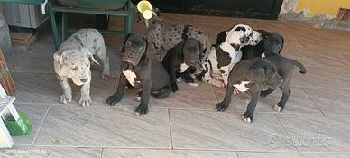 Cuccioli di Alano
