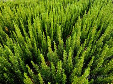Erbe aromatiche