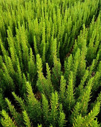 Erbe aromatiche