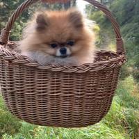 Disponibile per accoppiamento Pomerania - Spitz