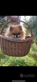 Disponibile per accoppiamento Pomerania - Spitz