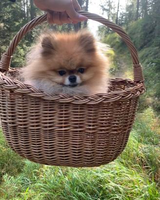 Disponibile per accoppiamento Pomerania - Spitz
