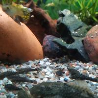 Pesci Pulitori vetri