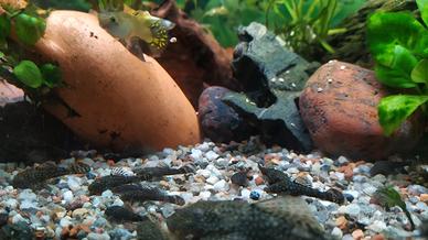 Pesci Pulitori vetri