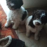 Cuccioli di Lagotto