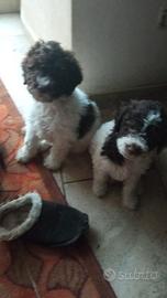 Cuccioli di Lagotto