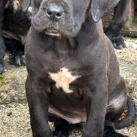 Cane corso