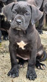 Cane corso