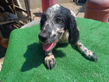 setter inglese 