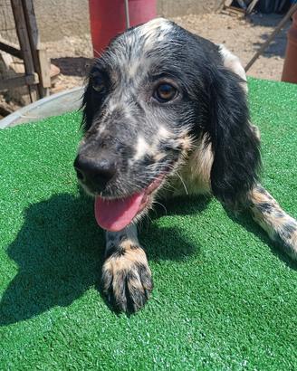 setter inglese 