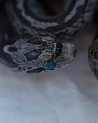 Serpenti del grano baby 2026 