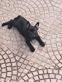Bull dog francese
