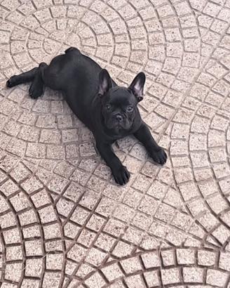 Bull dog francese