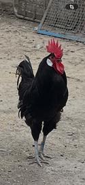 Gallo Valdarno