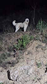 Disponibili splendidi cuccioli di maremmano