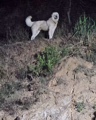 Disponibili splendidi cuccioli di maremmano
