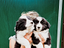 Immagine 22