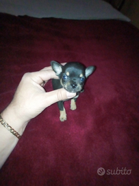 Cuccioli di chihuahua mini Toy