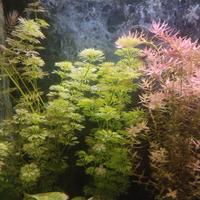 piante per acquario a stock