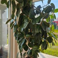 Ficus di 10 anni 