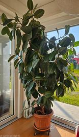 Ficus di 10 anni 