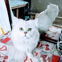 Splendido gatto maschio alfa