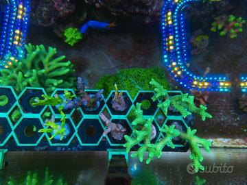 Frag sps, LPS e molli